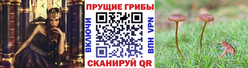 Купить где  Талица  Псилоцибиновые грибы GOLDEN TEACHER 